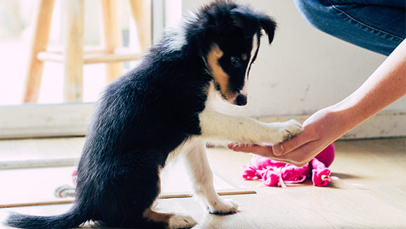 Puppy Training for Safety