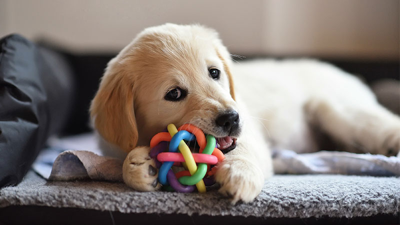Why Dogs Chew Their Toys  PetPartners Pet Insurance
