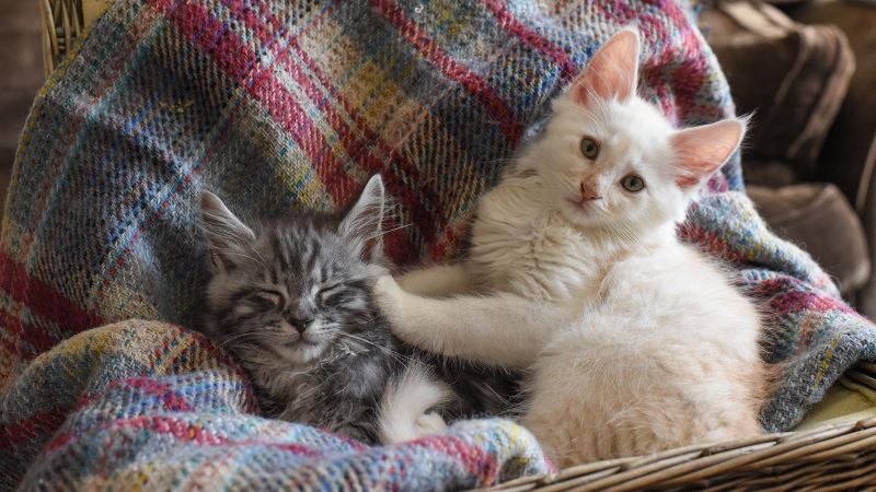 how to introduce kittens from different litters