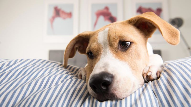 how do you prevent heartworms in dogs naturally
