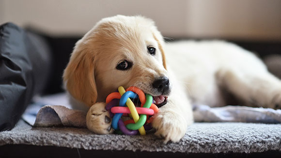 Why Dogs Chew Their Toys