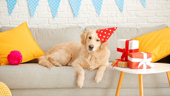 Give the Gift of Pet Insurance