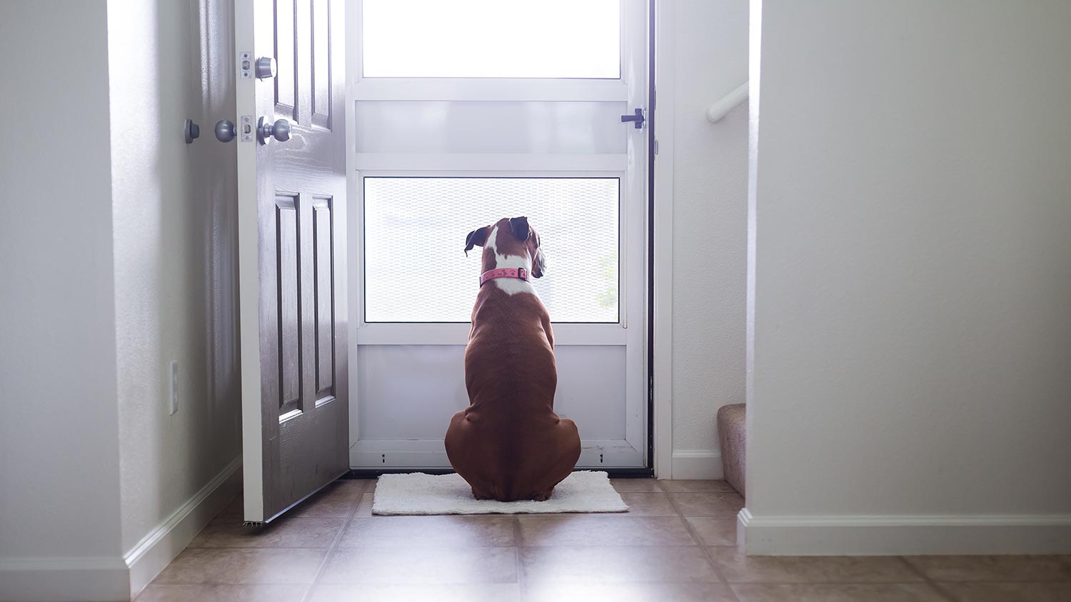 separation-anxiety-in-dogs-petpartners