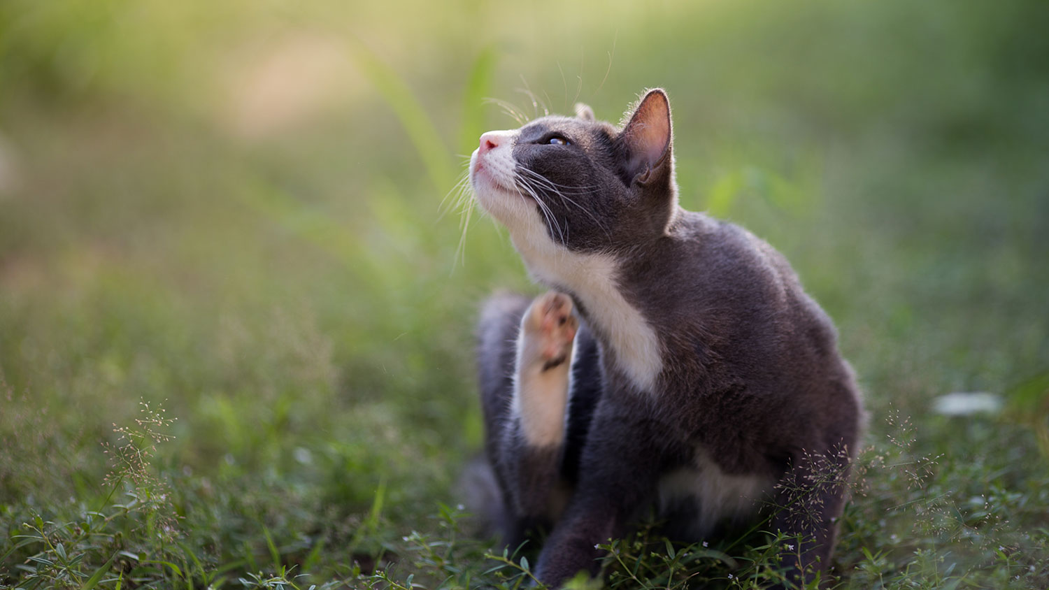 cat-acne-yes-it-s-real-petpartners