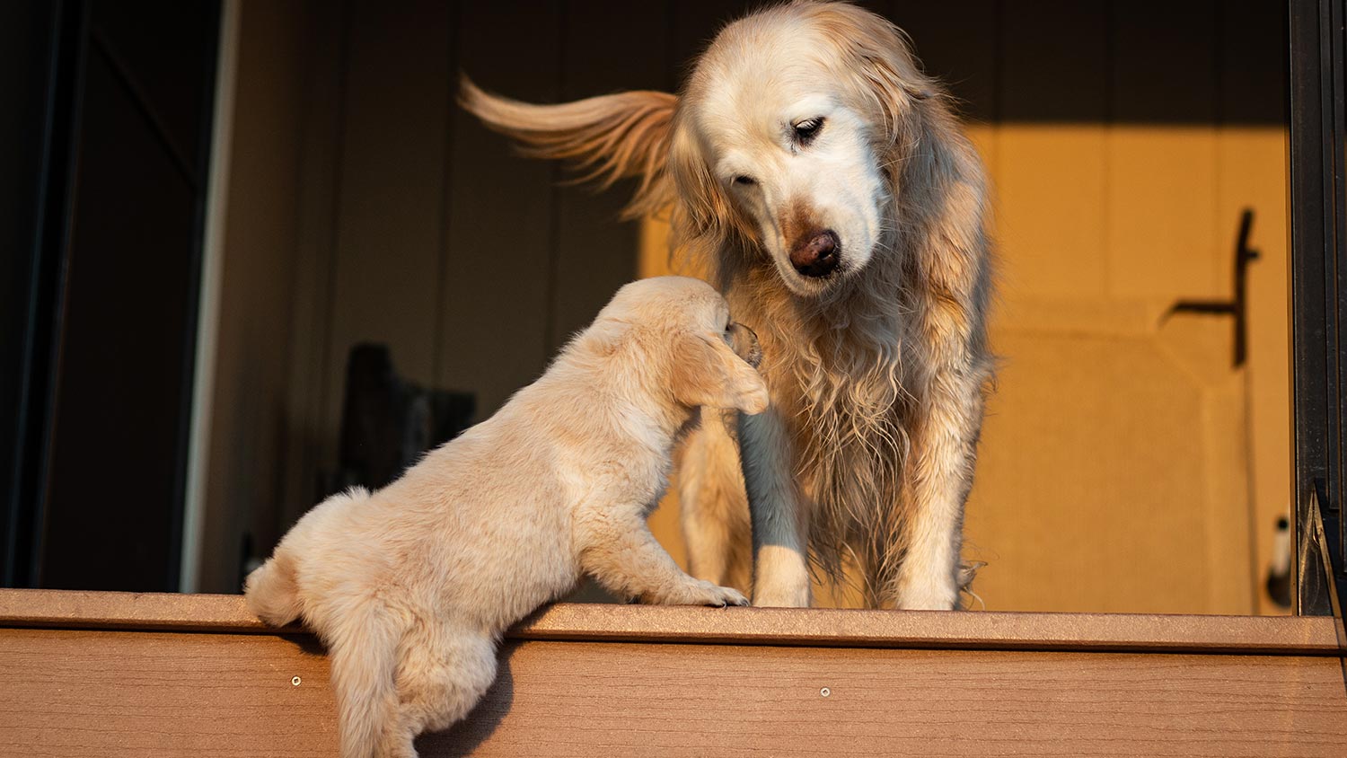 socializing-your-senior-dog-petpartners