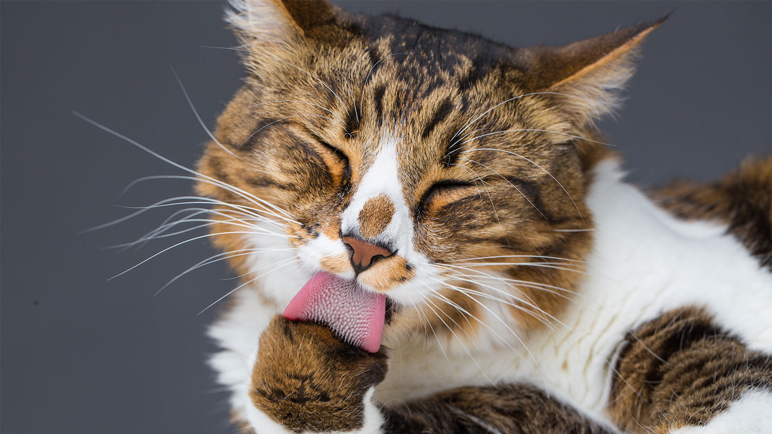 How To Stop Stress Grooming In Cats